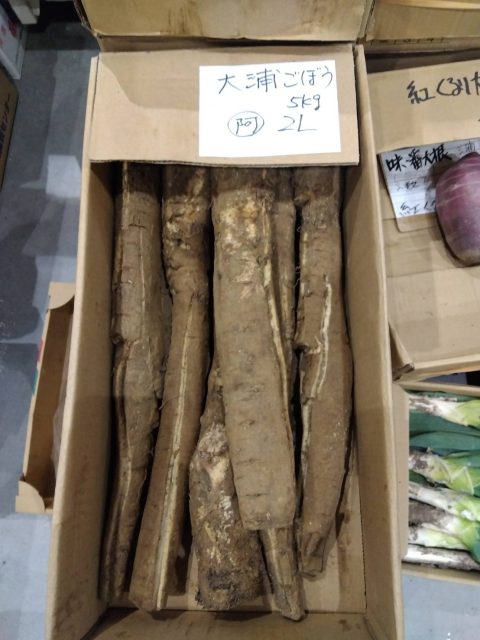 画像：大浦ごぼう